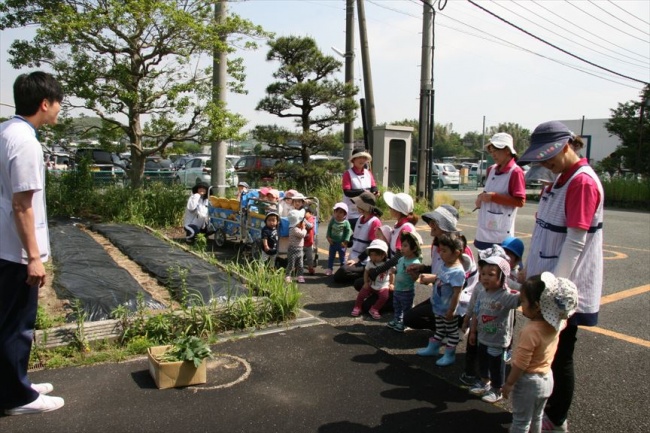 院内保育園 お芋の苗を植えました スタッフブログ 医療法人社団 寿量会 熊本機能病院