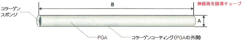 コラーゲンスポンジが充填されている神経再生誘導チューブ